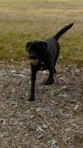 black labrador