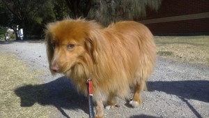 Nova Scotia Duck Tolling Retriever