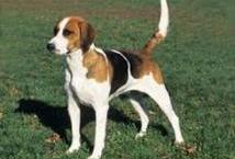 American foxhound - Scent hound - hunting DOG specialist