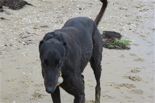 hunting dog scent hound greyhound