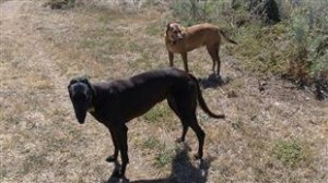 sight hounds greyhound