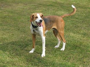 english hunting hound