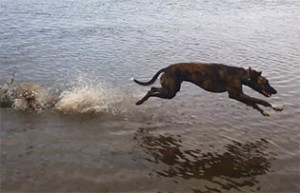 Lurcher dog at full speed running