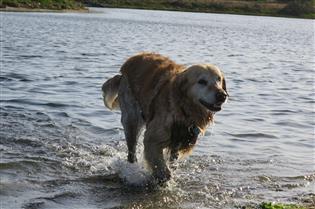 golden retrever great gun dog!