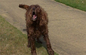 curly coat retriever