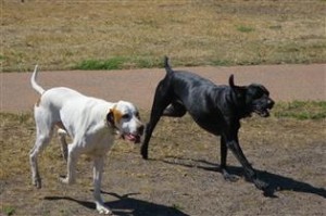 English & German Pointers in a park