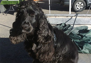 flushing spaniel Cocker Spaniel Gun Dog