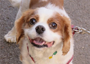 cabalier spaniel