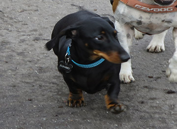 black dachshund regular size