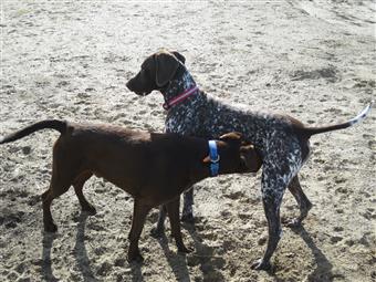 two pointer hunting dogs