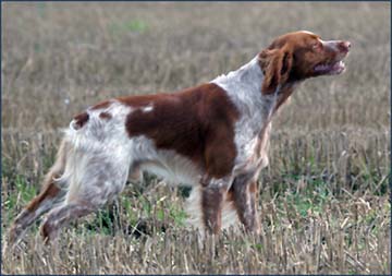 brittany bird hunting dog