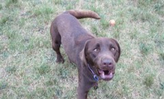 Labrador retriever gun dog, water dog hunting skills