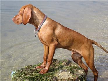 vizsla duck hunting