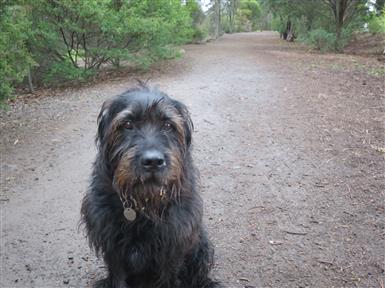 german wirehaired terrier