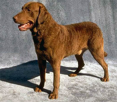 chesapeake bay retriever waterfowl