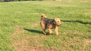 airdale terrier hunting dog