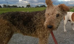 Airedale TERRIER hunting dog breeds as hunters and pets