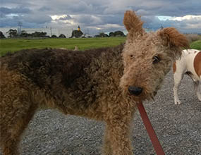 hunting airedale puppies for sale