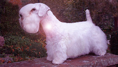 Sealyham terrier dog hunter