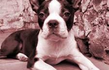 The boston terrier comes from great fighting and hunting stock