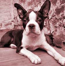 The boston terrier comes from great 