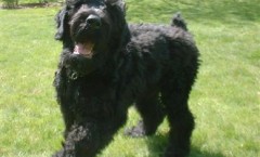 The black Russian terrier beats all other terriers for size and aggressive capability