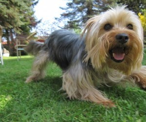 Yorkshire terrier dog hunters 