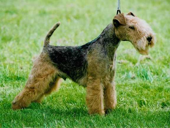 what type of dog is a lakeland terrier