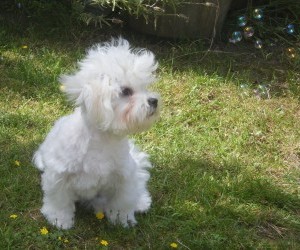 maltese terrier hunting dog