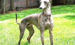 Italian Greyhound  Sight hound hunting dog