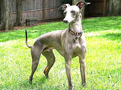 italian greyhound