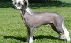 Chinese Crested almost hunting dog