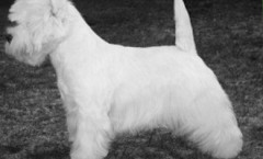 Dandie Dinmont Terrier is still a hunter at heart