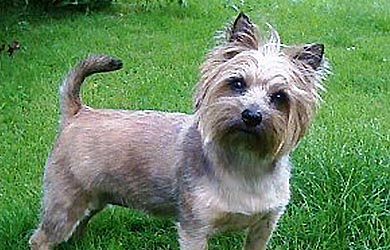 cairn terrier hunting