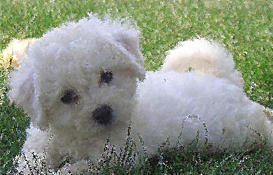 Bichon Frise Once A Fierce Hunting Dog Black Dog Outfitters
