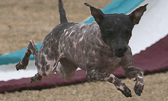 American Hairless Terrier hunting dog