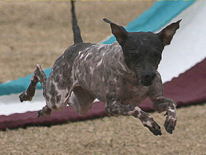 american hairless dog