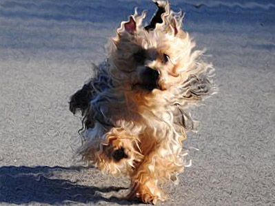 AustralianSilky_terrier dog