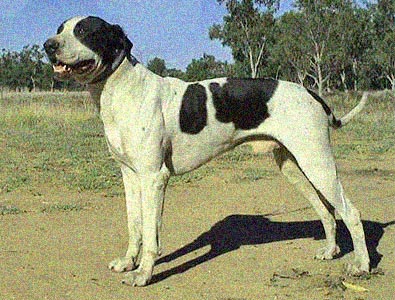 bull arab hunting dogs info about whats this