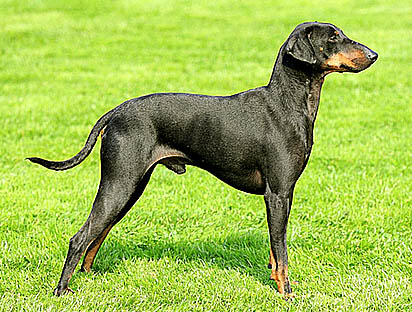 manchester-terrier hunting dog