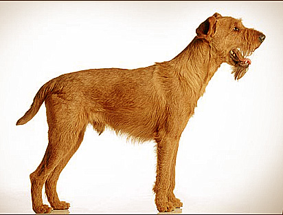 are irish terriers good dogs