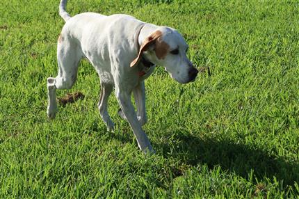 pointer dog