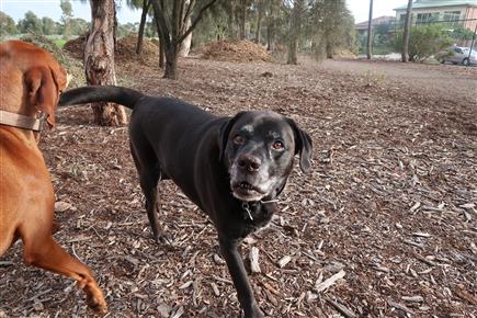 a bird retrieving dog