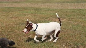 bull arab hunting dog