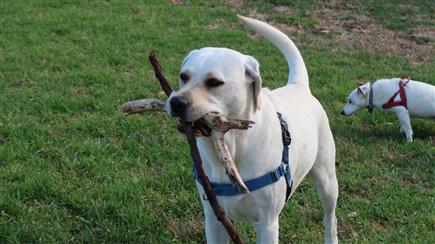 labrador with stick