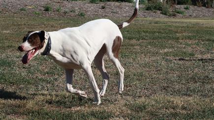 bull arab hunting dog