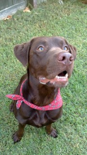 The Labrador Retriever, crowned the greatest bird dog/ retriever on earth