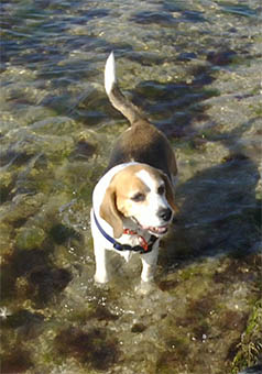 Beagle, not just the best dog nose on earth, a mighty tracker/ hunter