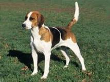 American foxhound hunting dog