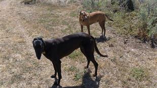 sight hounds greyhound